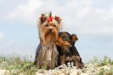 YORKSHIRE TERRIER 066